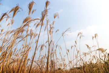 Obraz premium Withered yellow reed plants