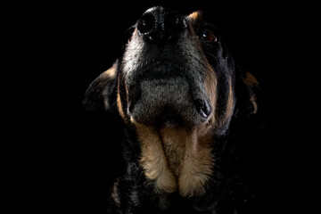 Mutt portrait on black background