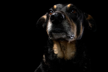 Mutt portrait on black background