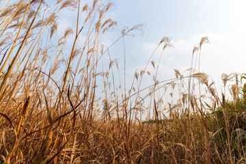 Fototapeta premium Withered yellow reed plants