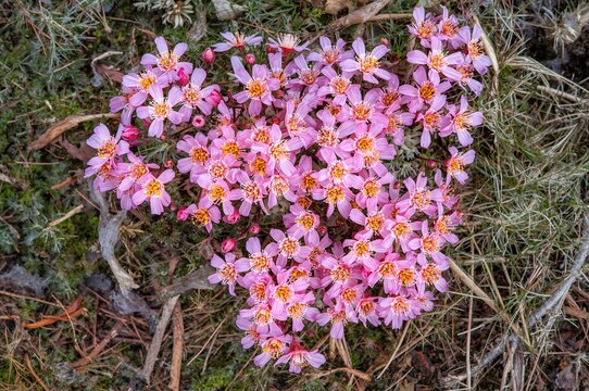 Group of pink and yellow vygie wildflowers creating a vibrant natural pattern