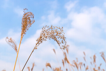 Withered yellow reed plants