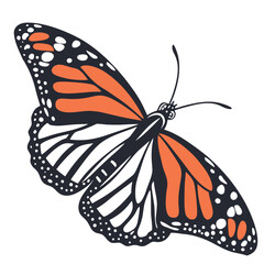 butterfly isolated on white