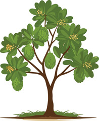 Obraz premium Tropical fruit tree with green leaves and clustered fruits, botanical illustration of exotic plant, lush foliage design for garden or nature projects