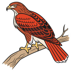 A redtailed hawk perched on a branch