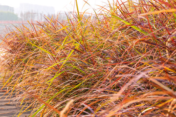 The elephant grass plants by the lake pond in Jincheng Lake Park, Chengdu