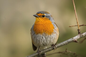 Fototapeta premium Detailed View of a Stunning Wild Bird Outdoors