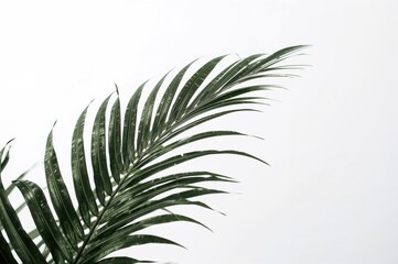 Isolated frond of exotic palm with dark green foliage from a tropical forest, set against a white backdrop with clipping path.