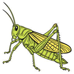 Green grasshopper insect