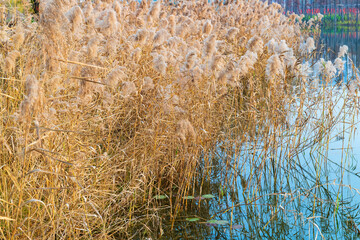 The reed plants in Jincheng Lake Park, Chengdu