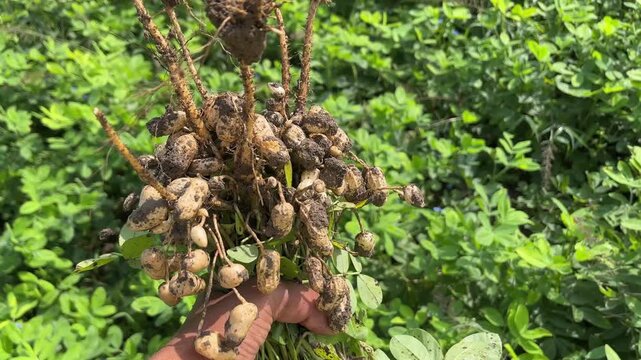 Showing Peanut Plant in Hand | Growing Mungfali Plant Tutorial