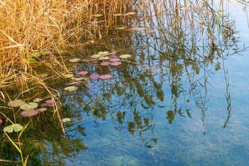 The reed plants in Jincheng Lake Park, Chengdu