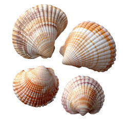 Fototapeta premium shells isolated on transparent background.
