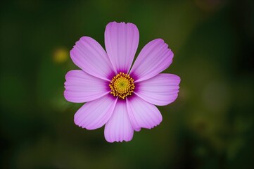 Fototapeta premium Wild Cosmos and Edible Flowers Like Ulam Raja and Kenikir