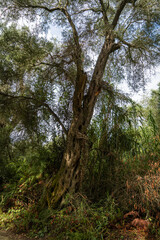 Old olive tree in the forest in Corfu, Greece. Beautiful nature scene with big tree.