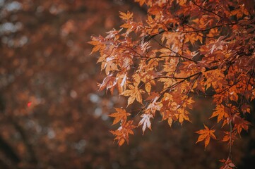 Autumn foliage with colorful leaves in daylight outdoors