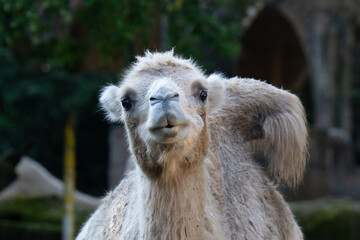 close up of a white alpaca © Mirwan