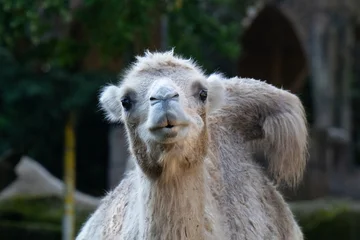 Selbstklebende Fototapeten Lama close up of a white alpaca  © Mirwan