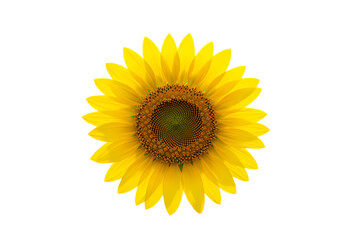 Fototapeta premium Vibrant Sunflower Blossom A Summer Symbol isolated on transparent background