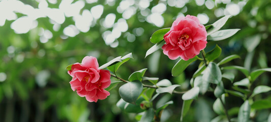 Red camellias