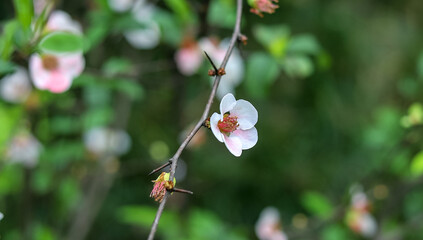 White papaya flowers with hairy leaves