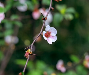 White papaya flowers with hairy leaves