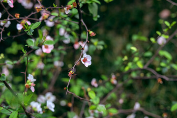 Obraz premium White papaya flowers with hairy leaves