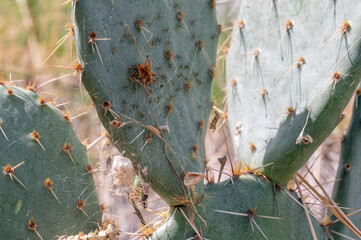 Green Lynx Spider (Peucetia viridans), spiderlings, and egg sac