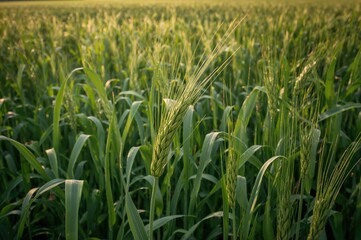 Obraz premium Detailed view of rye stalks sprouting from soil during the growing season. Harvest time is crucial for grain production. Rye grain is processed into flour for consumption. Agricultural industry focus.