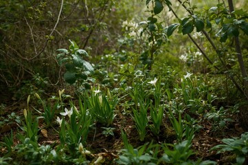 Naklejka premium New leaves emerging in the early spring season