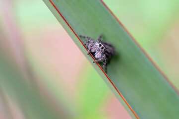 Jumping spider on cactus