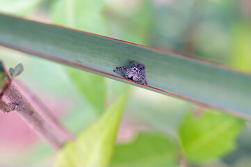 Jumping spider on cactus
