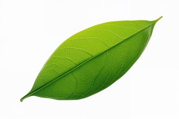 Fototapeta premium Isolated Andrographis paniculata leaf on white backdrop, used as a natural fever treatment, collection, cutout.