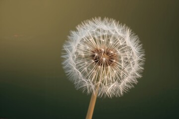 Fototapeta premium Detailed View of a Dandelion Puffball