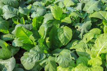 Green and natural vegetables