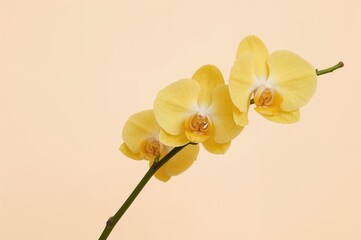 Obraz premium Adorable yellow orchid blooms set against a soft beige backdrop, perfect for spring and summer designs, nature-inspired and light floral gift concept