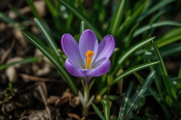 Petals and pistil of Crocus vernus Remembrance flower