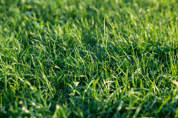 Fresh Green Grass Texture Close-up Background