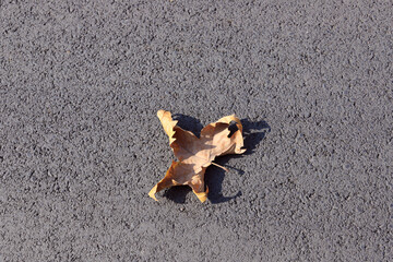 Yellow maple leaves on the asphalt road