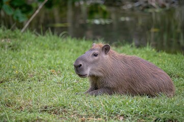 The biggest rodent species, capybara (hydrochoerus hydrochaeris), relaxing on lush green grass with a soft focus effect