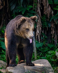 Fototapeta premium brown bear in the forest
