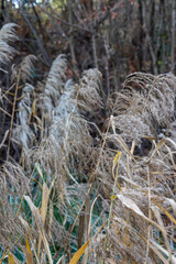 dried reed flowers