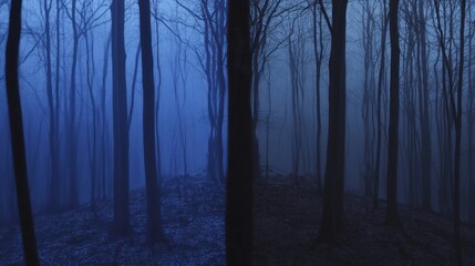 Obraz premium Misty Night Forest Scene