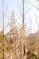 dried reed flowers