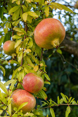 A cluster of ripening pomegranates, with their characteristic blush of red and yellow, adorn a tree amidst vibrant green foliage, showcasing nature's bounty.
