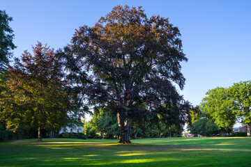 Blankenese Abendlicht im Hessepark