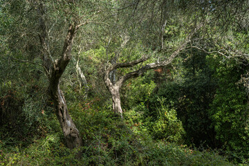 Old olive tree in the forest in Corfu, Greece. Beautiful nature scene with big tree.