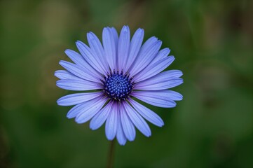 Obraz premium Close-up of a blue flower with green leaves in a garden setting