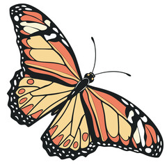 butterfly isolated on white
