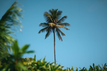 Obraz premium Solitary Coconut Palm Tree